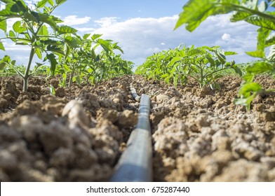 Junge Tomatenpflanze mit Tropfbewässerungssystem. Bodenansicht