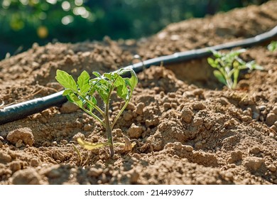 Young tomato plant growing in the horticulture garden with drip irrigation system. Horticulture sostenible. Small business.  Gardening hobby. Healthy organic food concept.