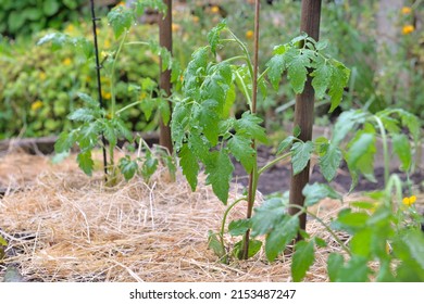 young tomato plant growing in a vegetable garden whose soil has been covered with straw 