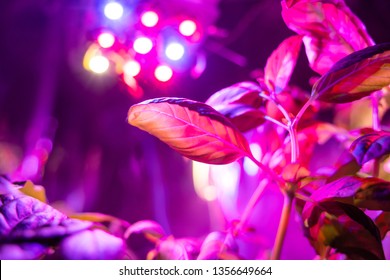 Young Tomato Plant Under LED Grow Light