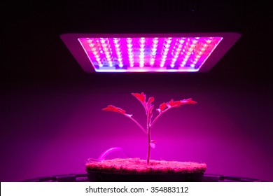 Young Tomato Plant Under LED Grow Light