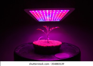 Young Tomato Plant Under LED Grow Light