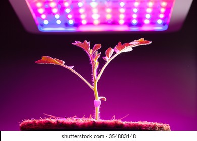 Young Tomato Plant Under LED Grow Light