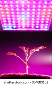 Young Tomato Plant Under LED Grow Light