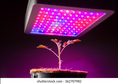 Young Tomato Plant Under LED Grow Light