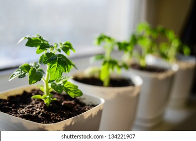 Young Tomato Plants Growing Out Of Soil