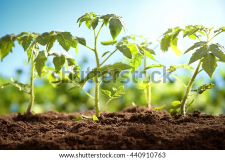 Young tomato plants in the morning