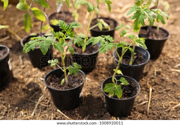 Garden Patio Tomato Plants Pot Grown Ready Now Plants