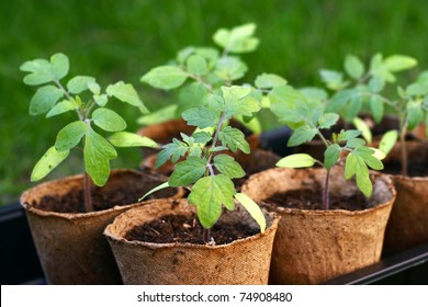 Young Tomato Seedlings