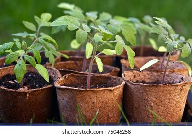 Young Tomato Seedlings