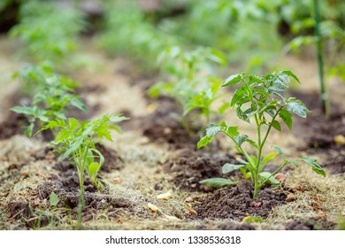 Young tomato seedlings. Growing tomatoes on the vine, tomatoes growing on the branches. Green vegetables on the ground.