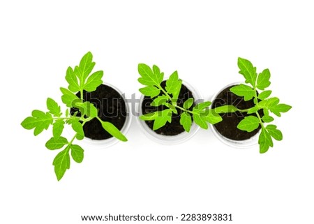 young tomato seedlings isolated on white background, in a plastic cup, ecological home cultivation of tomato seedlings