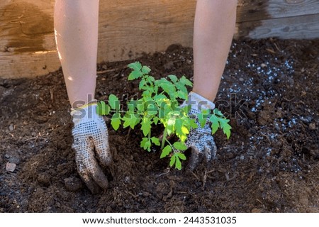 Young tomato seedlings in pots for planting vegetable plants