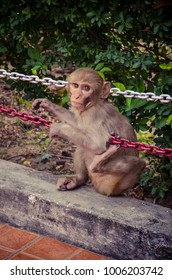 Young torque sitting. Monkey sitting