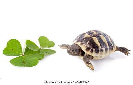 young tortoise and trefoil isolated on a white isolated