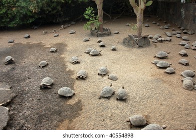 Young Tortoises On Charles Darwin Research Station,Galapagos.