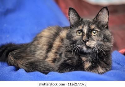 Young Tortoiseshell
 Cat