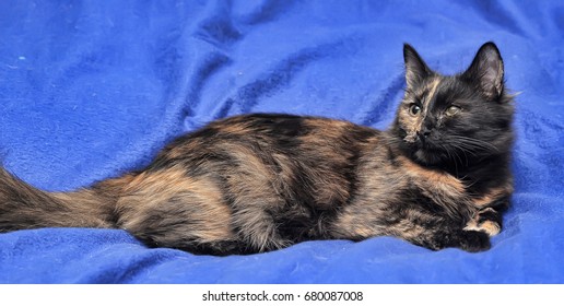 Torbie Images Stock Photos Vectors Shutterstock