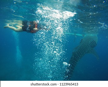 Young Tourist Woman In Orange Saving Life Jacket While Snorkeling And Swimming With Whale Shark Underwater.