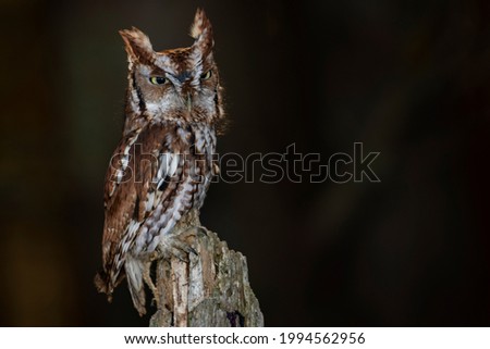 A young trained Eastern Screech Owl (red morph) perched in a tree. Scientific name: Megascops asio