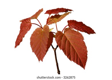  young tree
