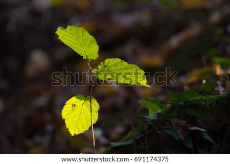 Young tree against dark background in the woods, leafes illuminated by sun rhrough wood canopy