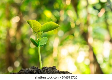 Young Tree With Bokeh