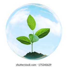 young tree in bubble