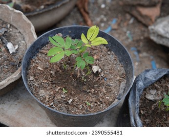 young tree of the calliandra tergemina or ( Red Powderpuff Plant, Miniature Powder-puff, Dwarf Powder Puff, Tarbardillo, Cat's Tail, Clavellino, 红粉扑花 )