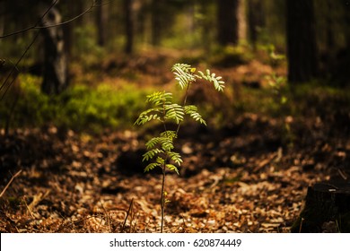 A Young Tree In The Forest In The Spring With Sunshine