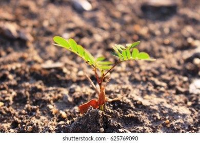 A young tree growing