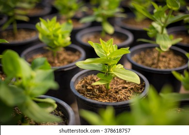 A Young Tree Growing In A Black Plastic Pot.