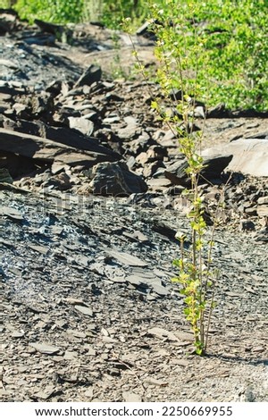 A young tree grows in a rocky area, in sunlight in bright spring. Biological reclamation of waste rock dumps after mining.