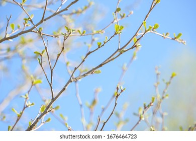 Young tree leaf and bud. New spring foliage appearing on branches. Tree or bush releasing buds. Seasonal forest background. - Shutterstock ID 1676464723