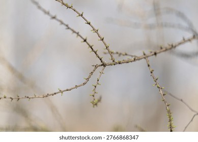 Young tree limb adorned with tiny buds and subtle grains. Botanical scene showcasing tender conifer shoot with delicate spines against muted earthy pastel palette