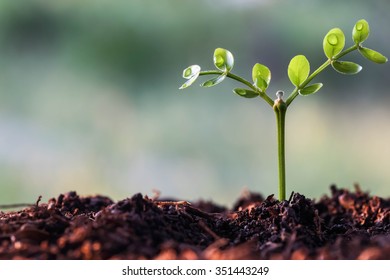 Young Tree On Nature.