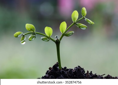 Young Tree On Nature.