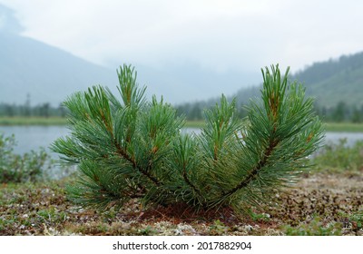 The Young Tree Of Pinus Pumila (Siberian Dwarf Pine, Japanese Stone Pine, Or Creeping Pine) On The Shore Of Jack London Lake, Close-up 