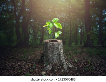 Young tree plant emerging from old tree stump - Powered by Shutterstock