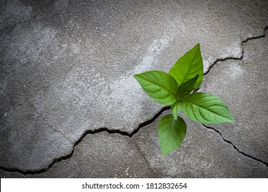 Young tree plant growing through the cracked concrete floor - Powered by Shutterstock