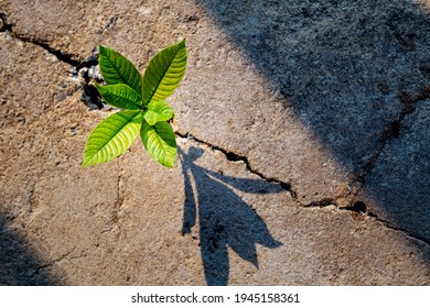 Young Tree Plant Growing Through The Cracked Concrete Floor