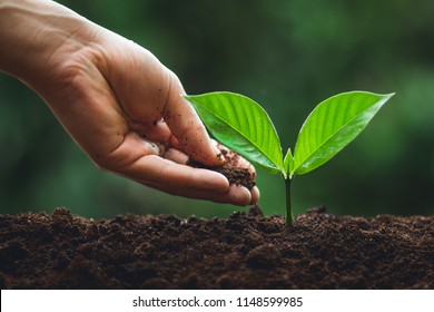 Young tree Tree Planting Tree care Watering a tree in nature - Shutterstock ID 1148599985