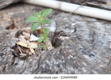 A Young Tree Reborn In A Dead Stump.