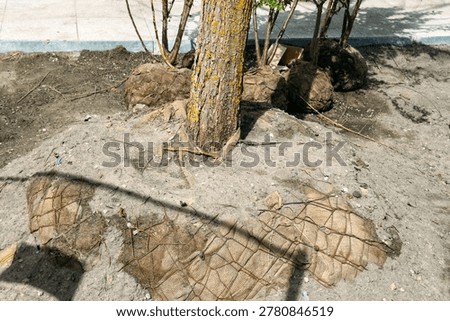 Young tree with root ball wrapped in burlap sits in dirt at construction site. Urban greening project, city forestation program, sustainable urban planning.
