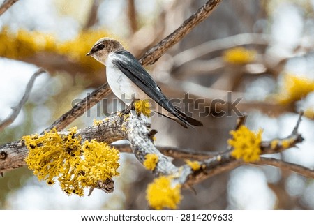 A young tree sallow perched on a tree branch surrounded by bright yellow lichen and soft natural woodland.