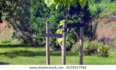 Young tree  sapling propped and supported by the wooden slats and tied by tape string in garden.