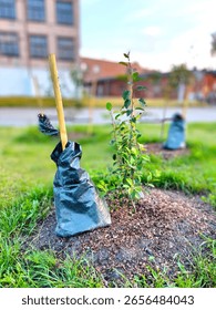Young tree sapling supported by a stake and protected with a green watering bag, planted in a mulched mound on a grassy urban lawn, with buildings in the background.