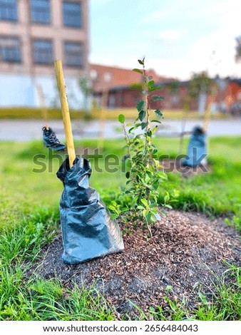 Young tree sapling supported by a stake and protected with a green watering bag, planted in a mulched mound on a grassy urban lawn, with buildings in the background.