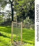 A young tree secured with protective fencing stands in a sunlit forest clearing. The scene captures the essence of growth and environmental conservation. Lush greenery surrounds the tender sapling.