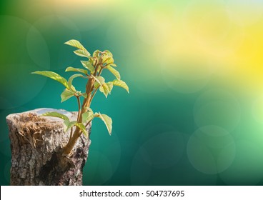 Young Tree Seedling Grow From Stump, Beginning New Life And Rebirth Concept.